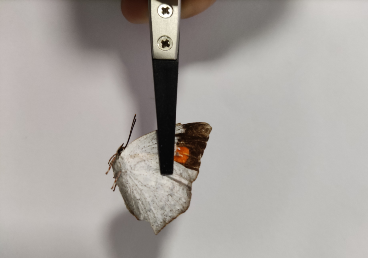 台式扫描电镜使用蝴蝶样本