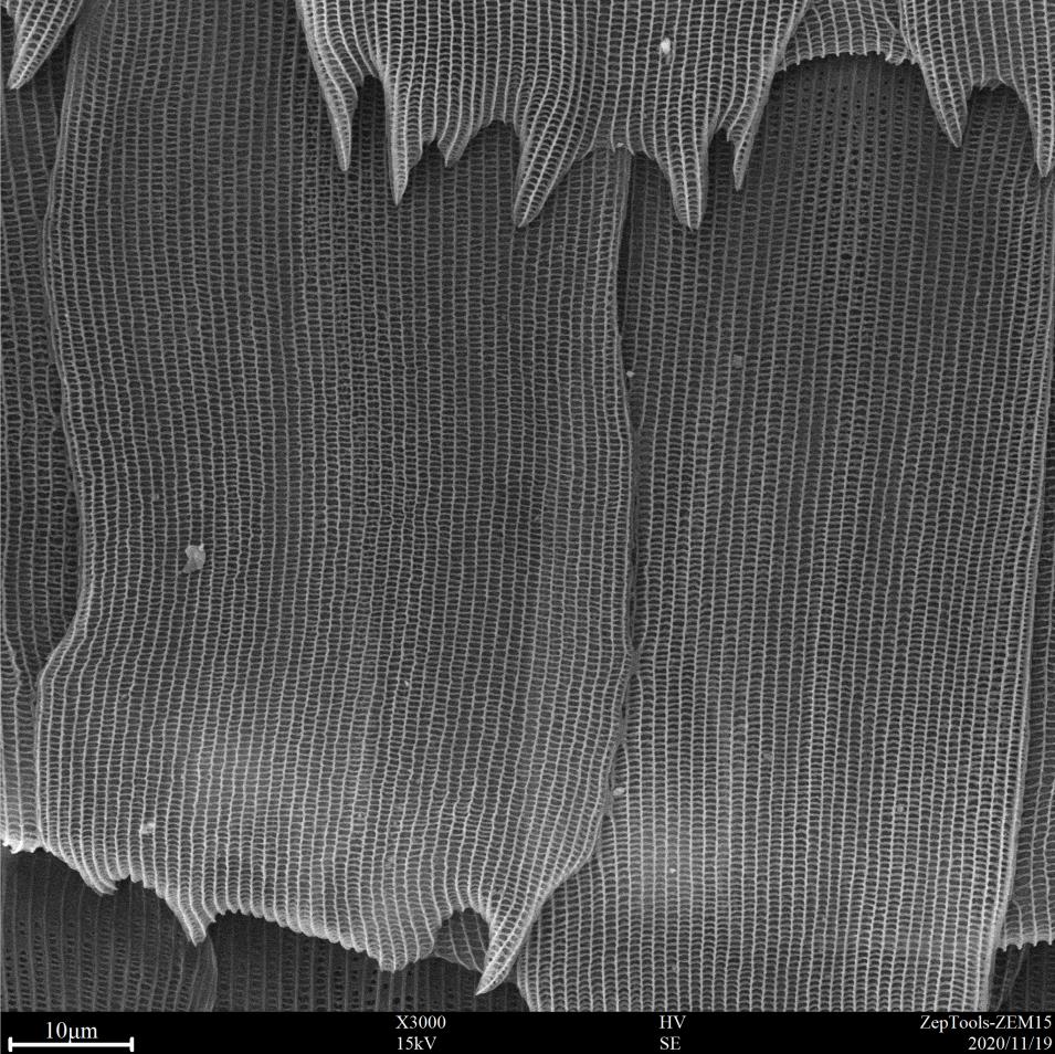 台式扫描电镜3000倍下的飞蛾翅膀 BY ZEM15