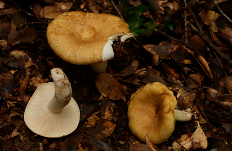 扫描电镜 扫描电镜