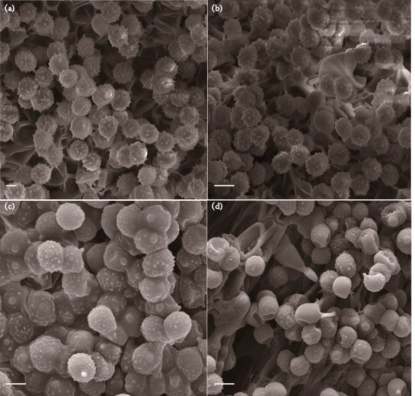 研究中使用了ZEM台扫拍摄的图 研究中使用了ZEM台扫拍摄的图