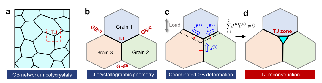 多晶网络中三叉晶界的结构转变示意图