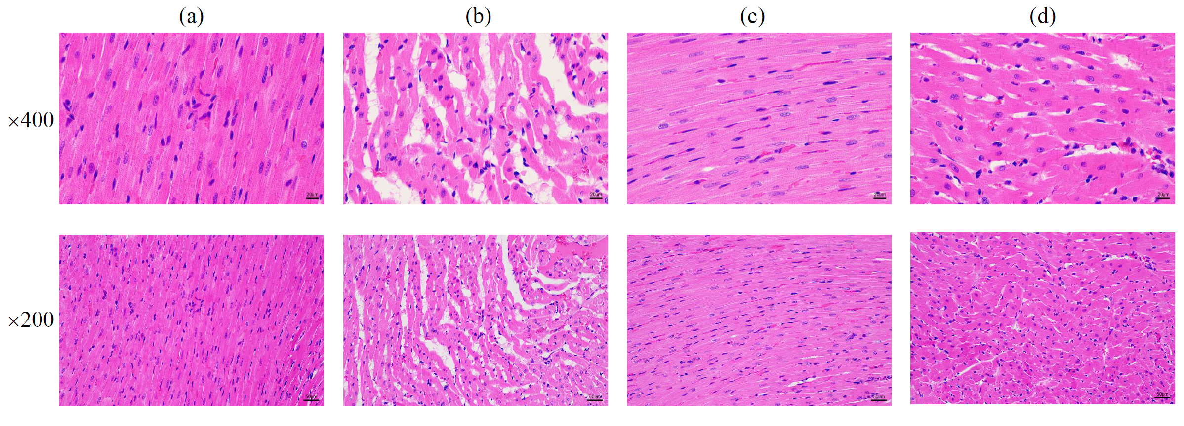 188博金宝网页官网ZEM系列扫描电镜