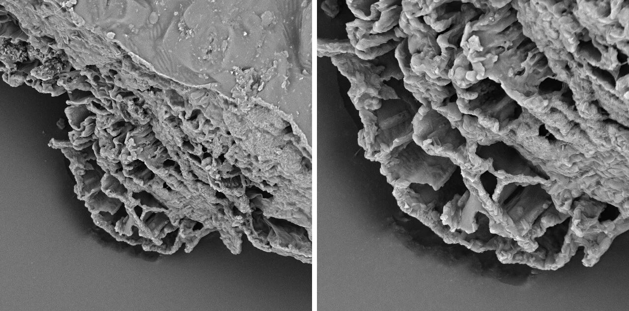 扫描电镜 扫描电镜