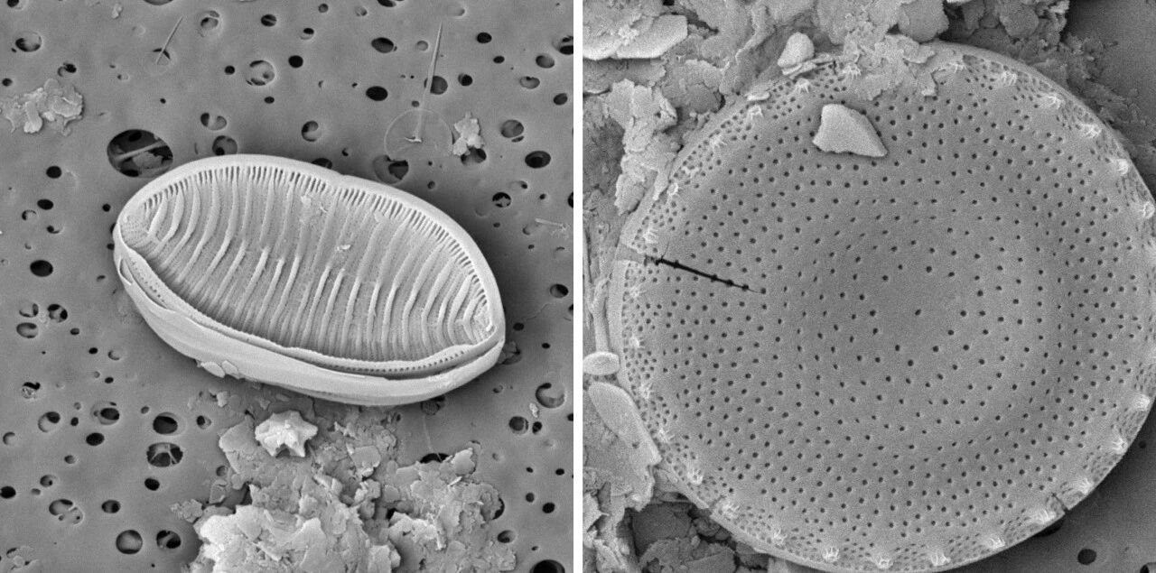 扫描电镜 扫描电镜