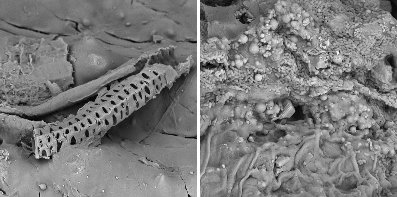 扫描电镜 扫描电镜