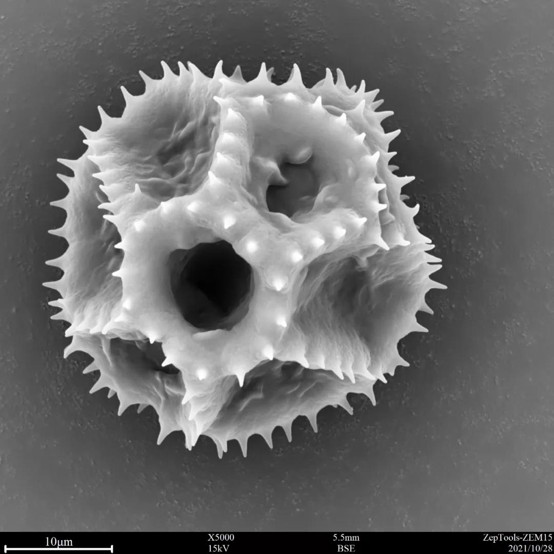 台式扫描电镜5000倍下翅果菊花粉